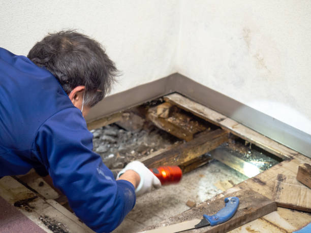 Office Mold Removal Services in Rushville, NE