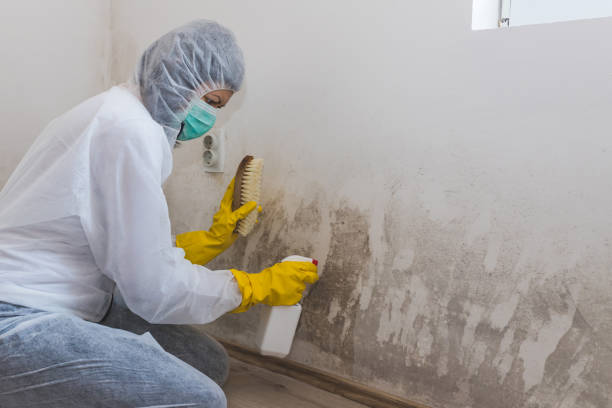 Best Office Mold Removal Services  in Rushville, NE