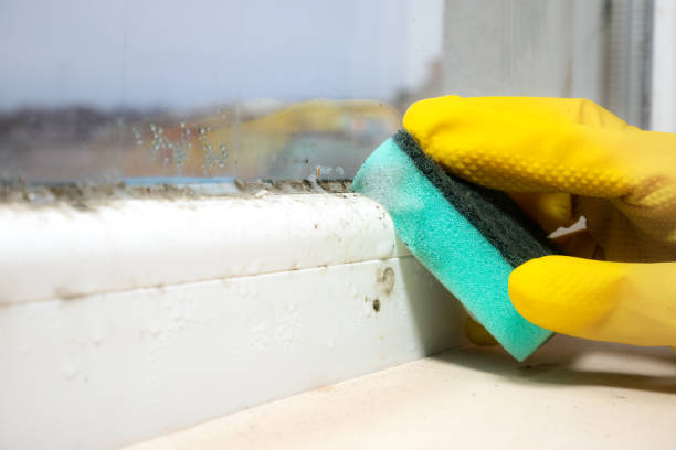 Attic Mold Removal in Rushville, NE