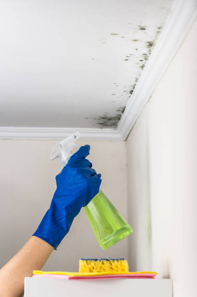 Best Mold Cleaning Services  in Rushville, NE